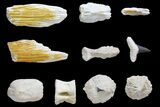 Miocene, Bone Valley Fossil Lot - Florida #137354-1